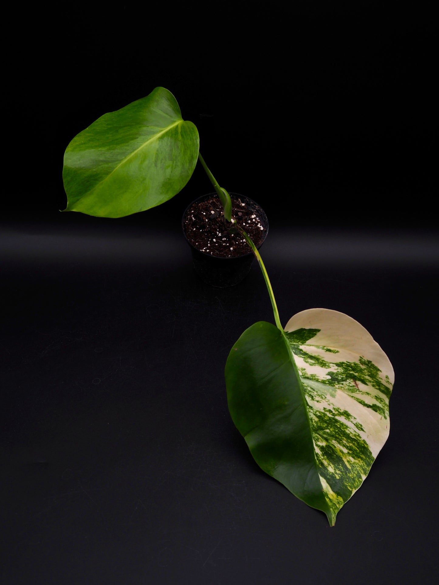 Monstera Borsigiana Aurea Variegata