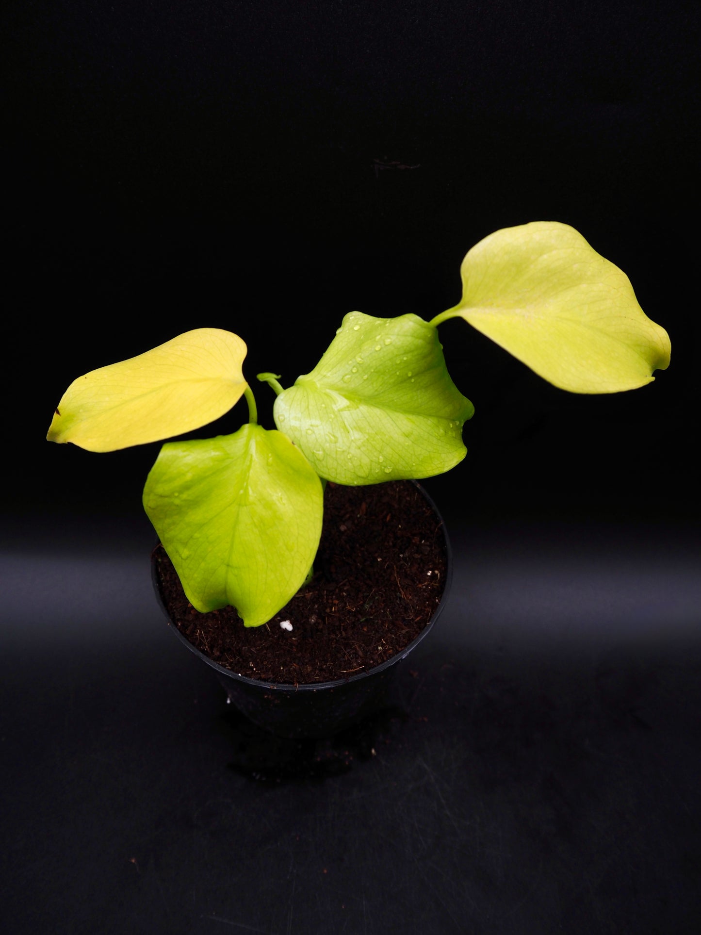 Monstera Neon