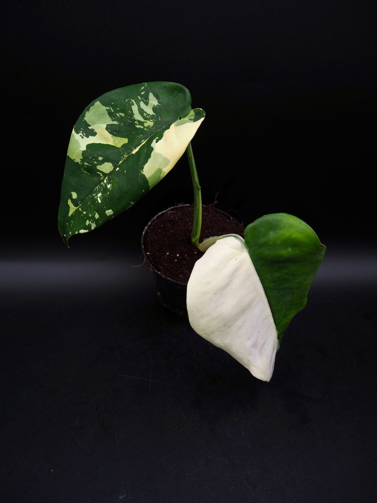 Syngonium Chiapense Variegata