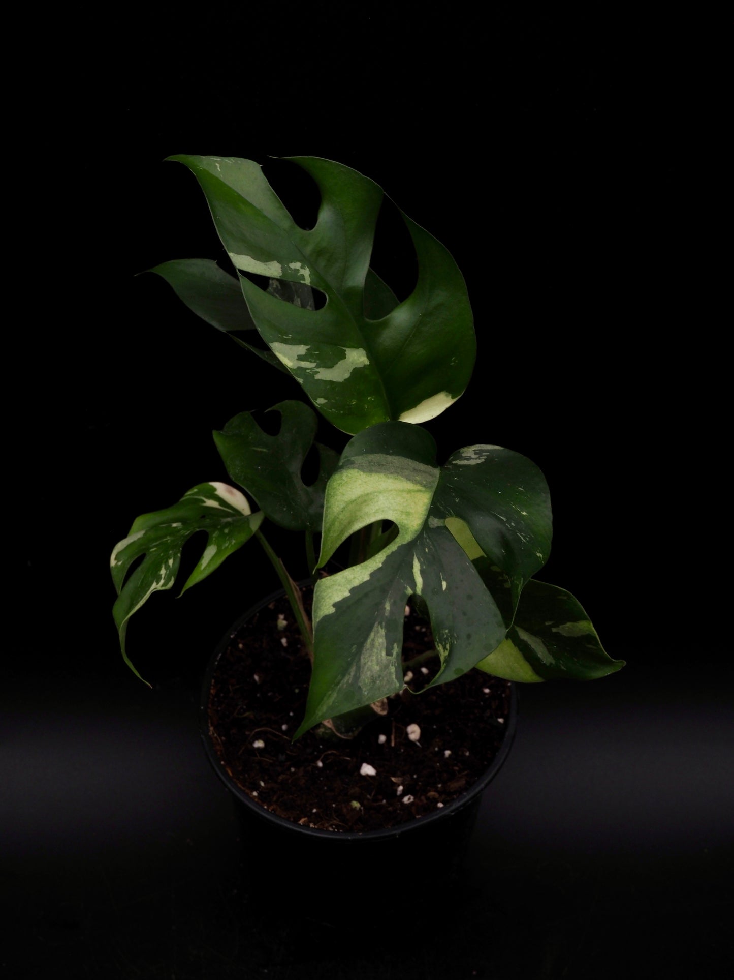 Rhaphidophora Tetrasperma Variegata