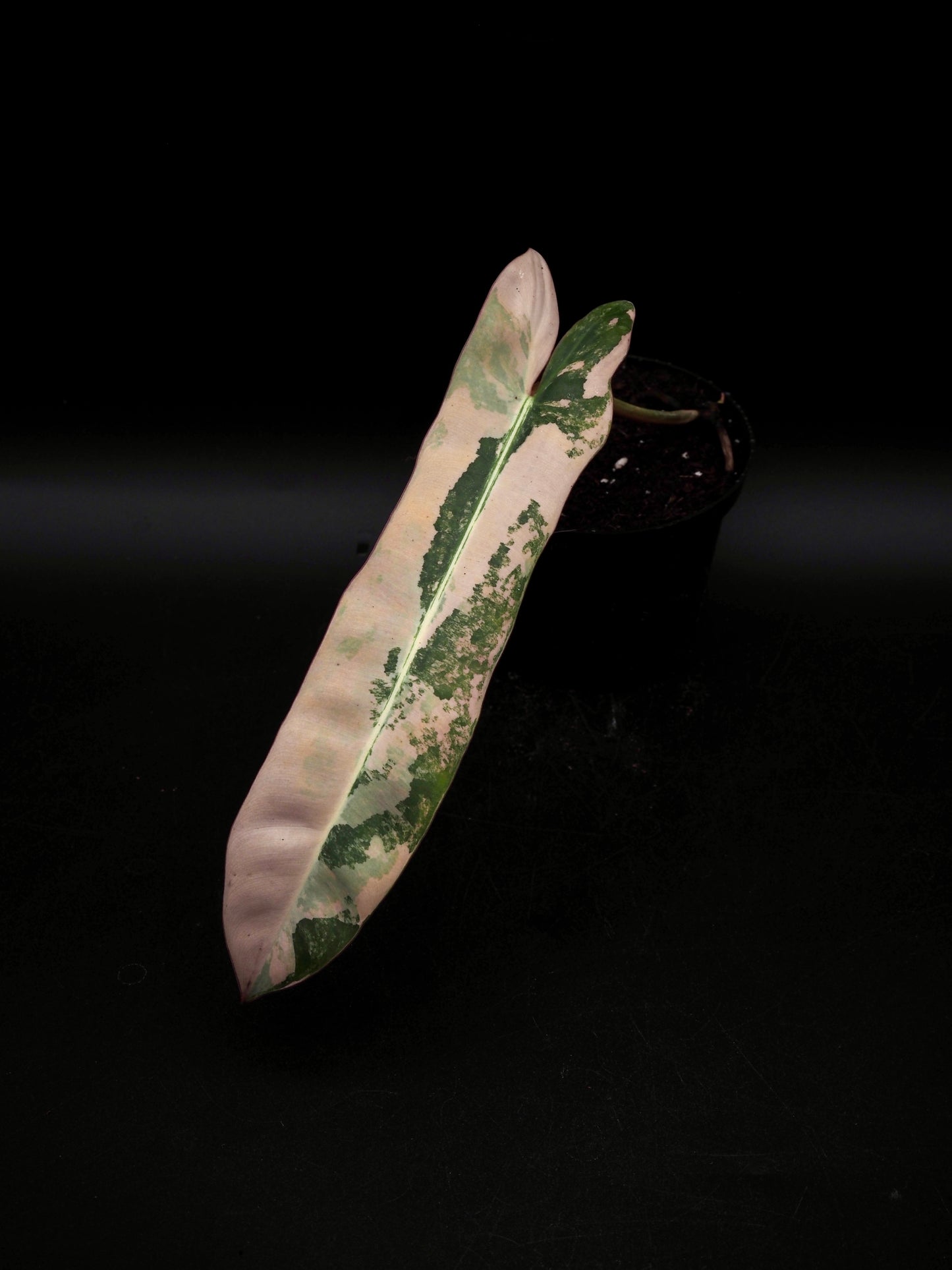 Philodendron Atabapoense Pink