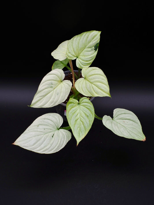 Philodendron Mamei Variegata