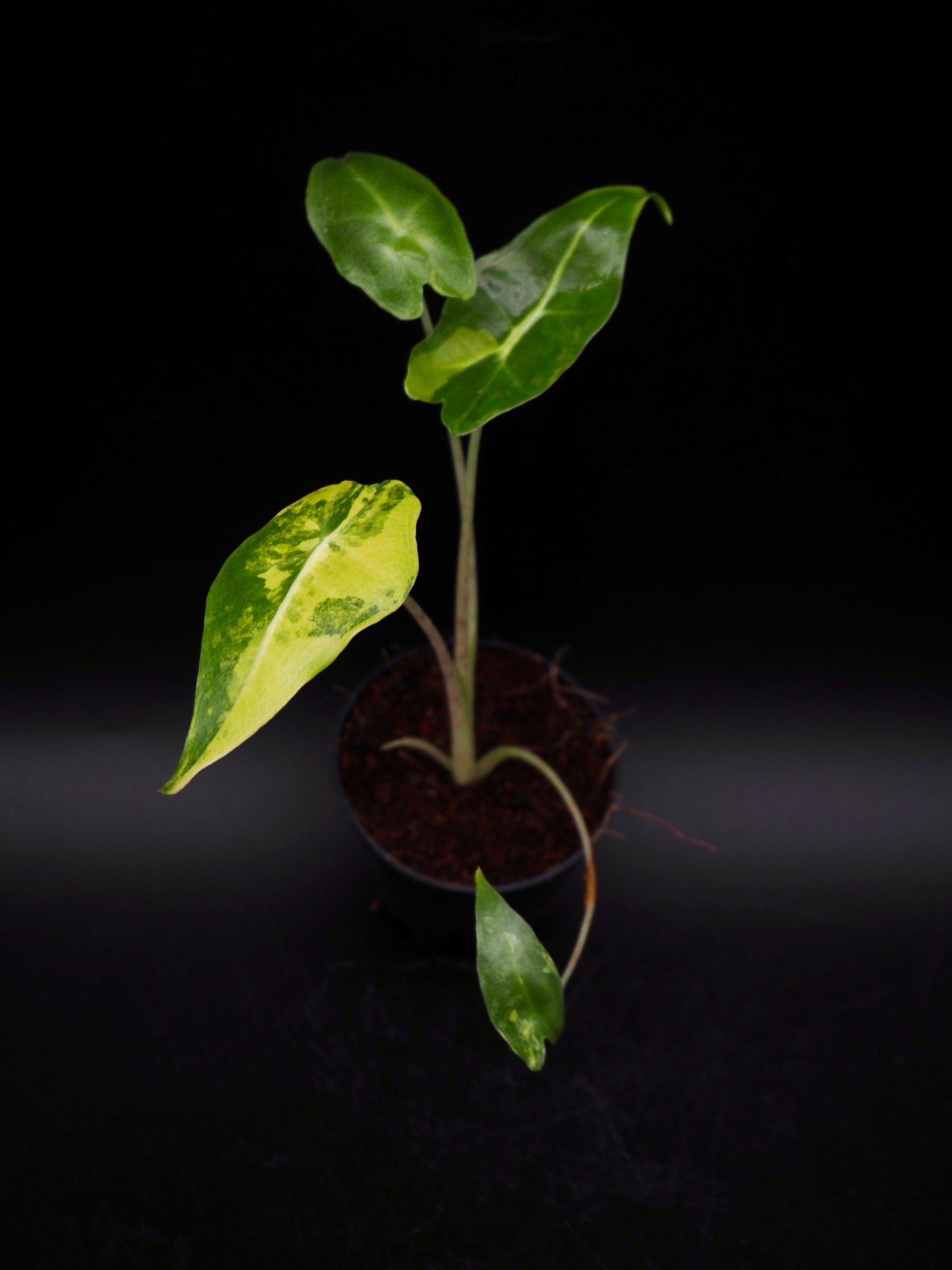 Alocasia Sarian Aurea