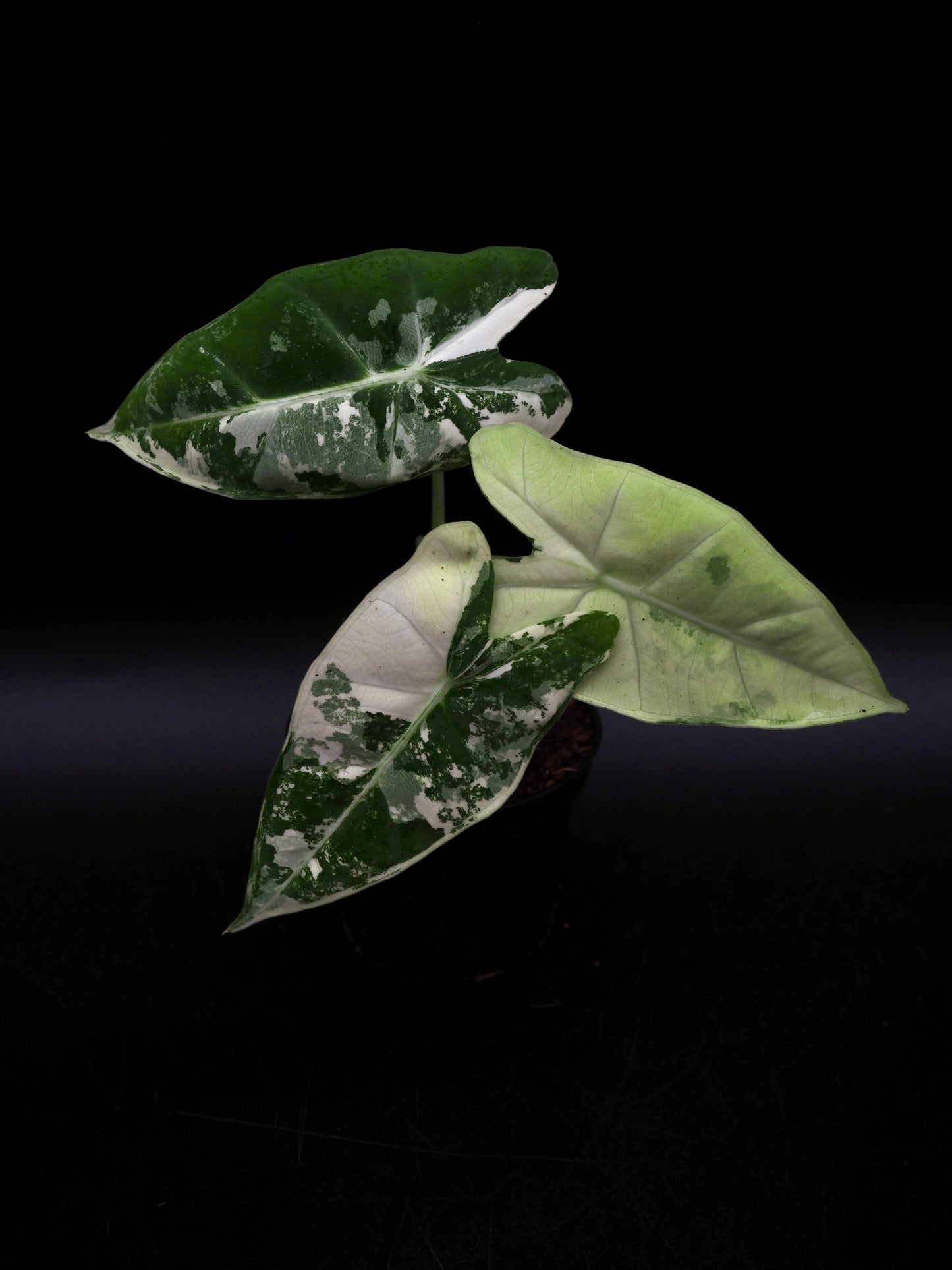 Alocasia Frydek Variegata