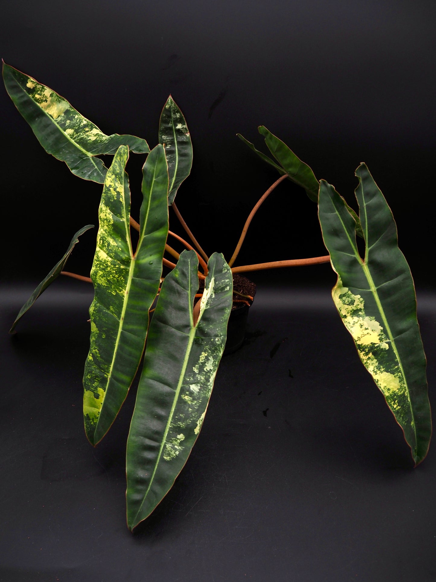 Philodendron Billietiae Variegata