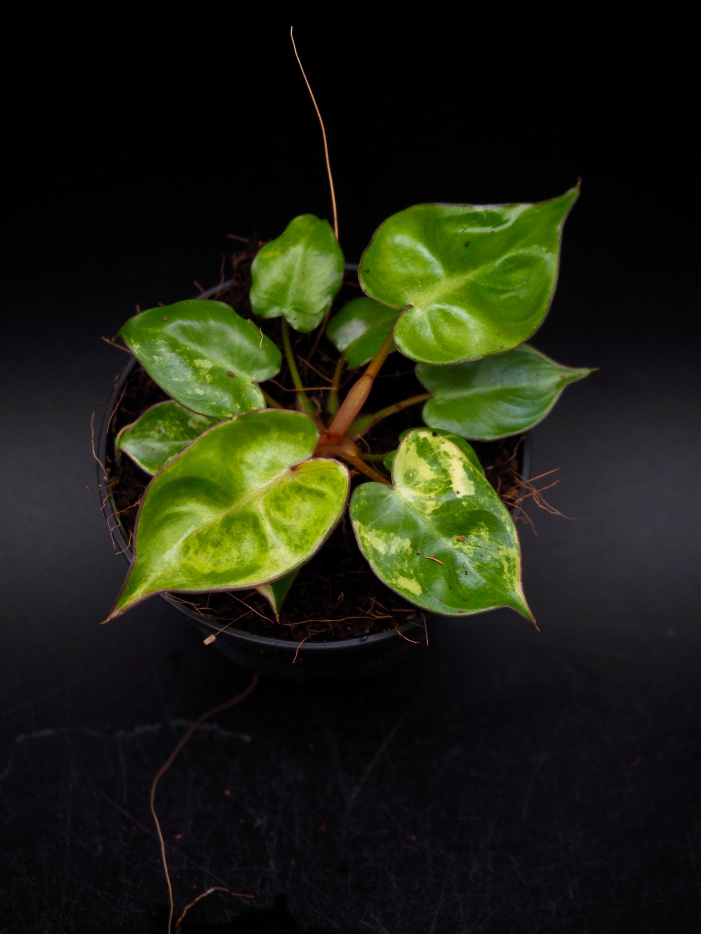 Philodendron Billietiae Variegata