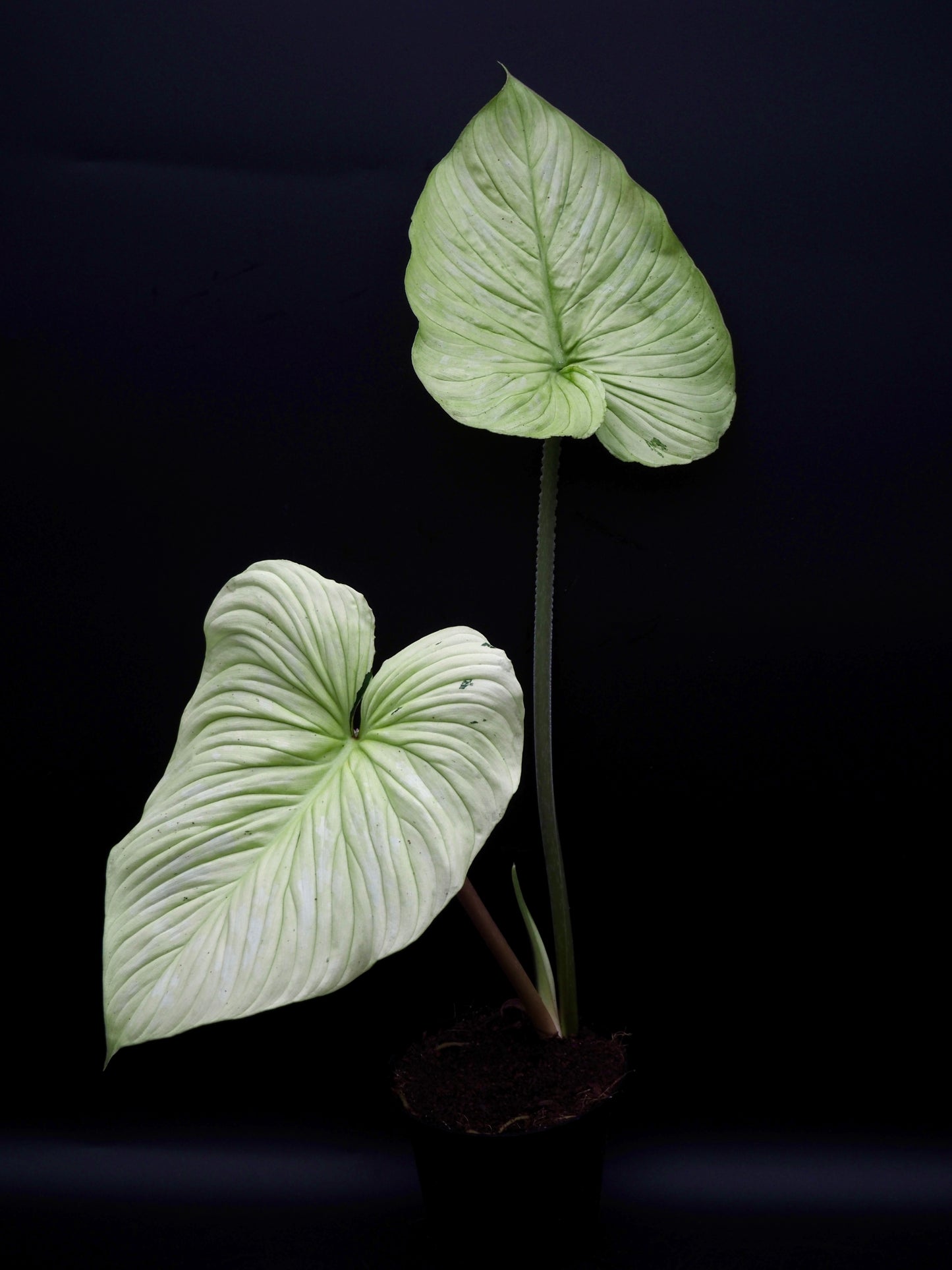 Philodendron Mamei Variegata