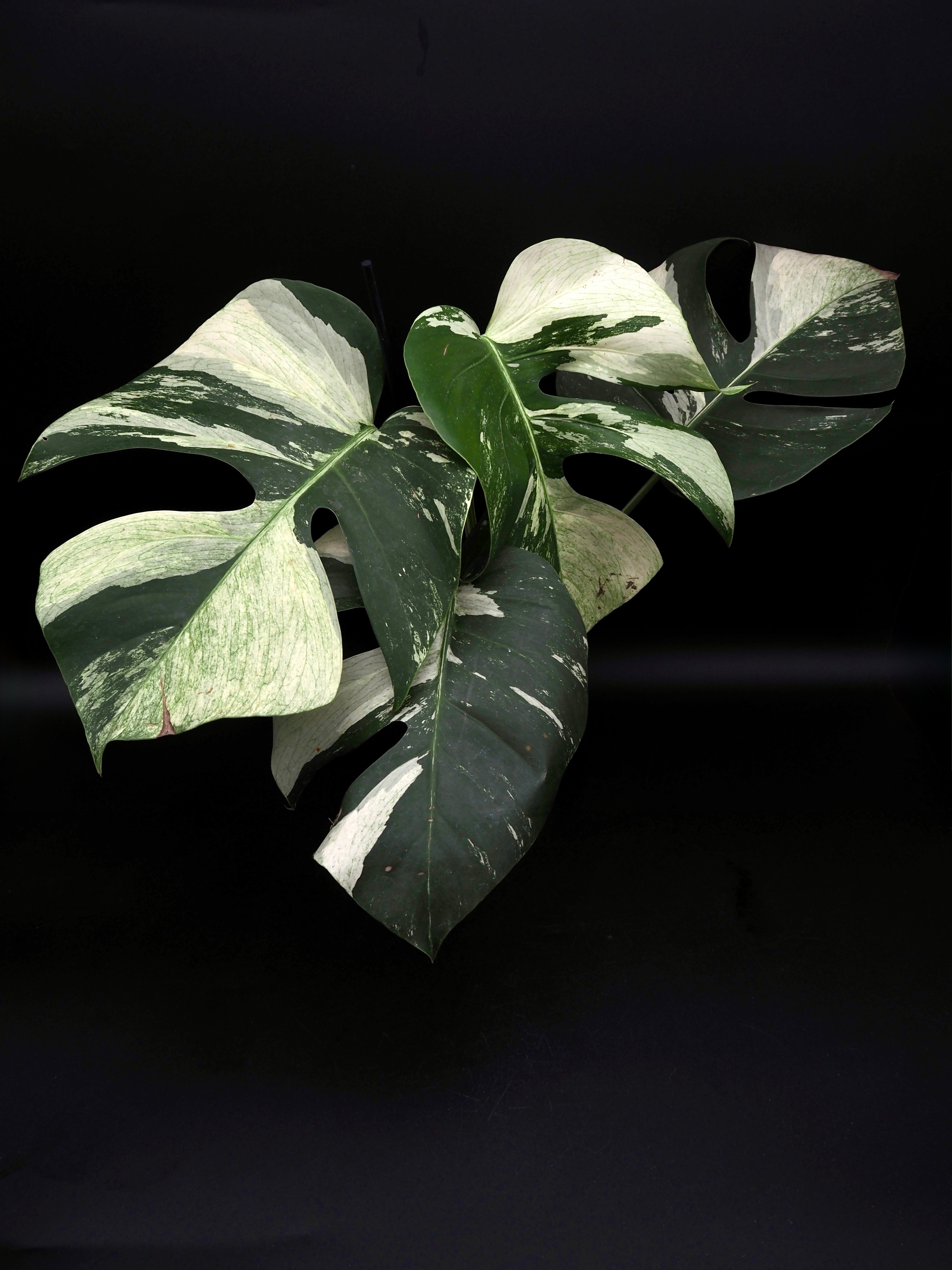Monstera Deliciosa Jungle Mint – Jolaplants