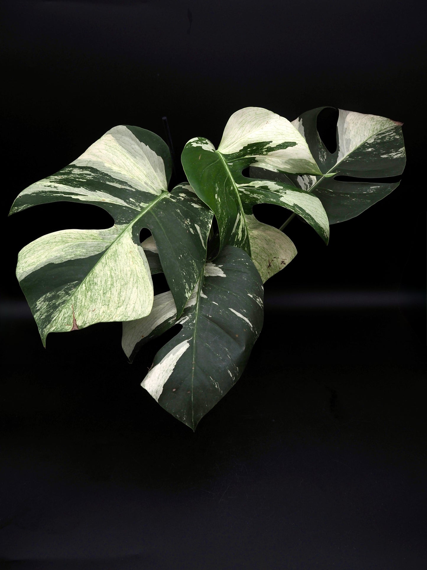 Monstera Deliciosa Jungle Mint
