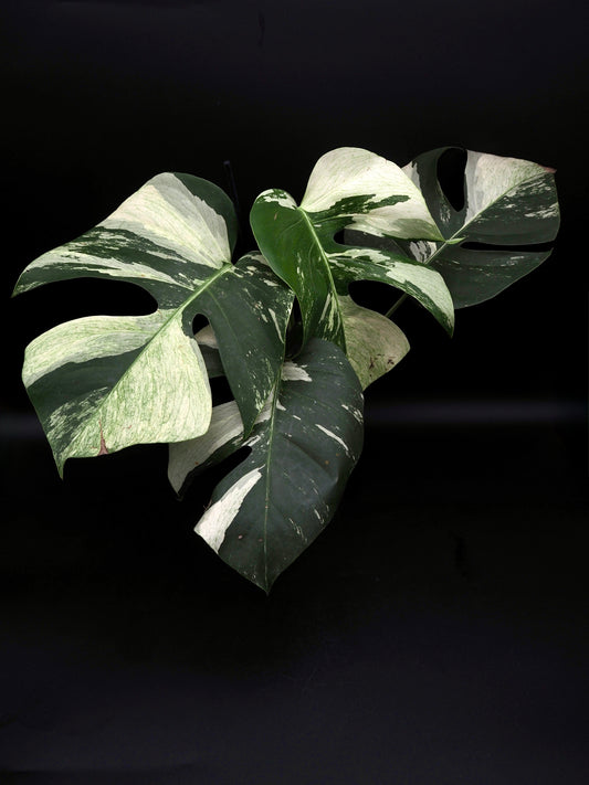 Monstera Deliciosa Jungle Mint
