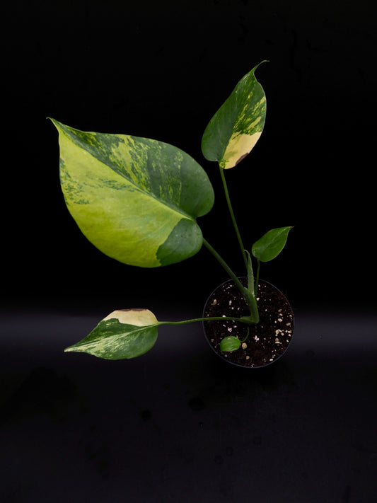Monstera Yellow Marylin