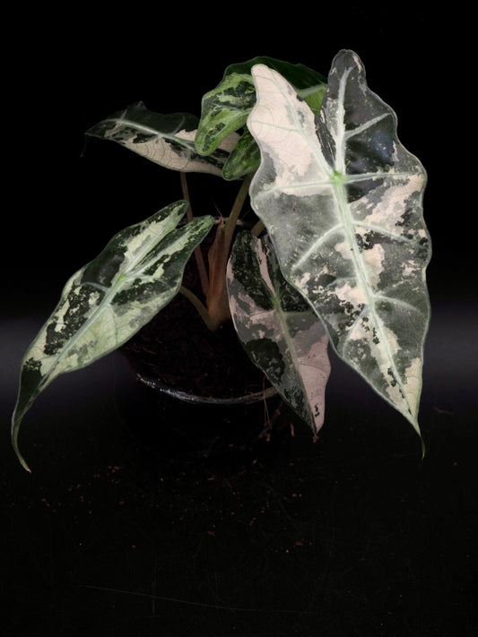 Alocasia Polly Pink Variegata