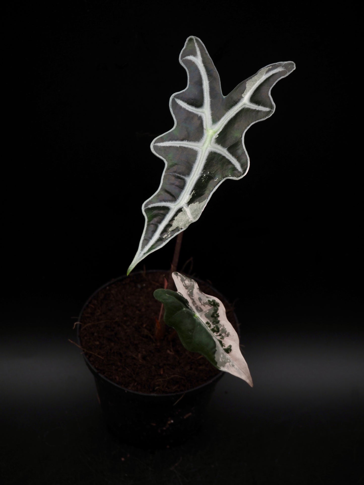 Alocasia Nobilis Pink