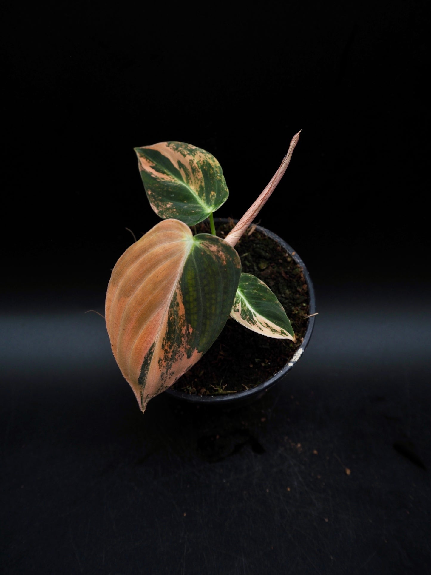 Philodendron Melanochrysum Bonfire