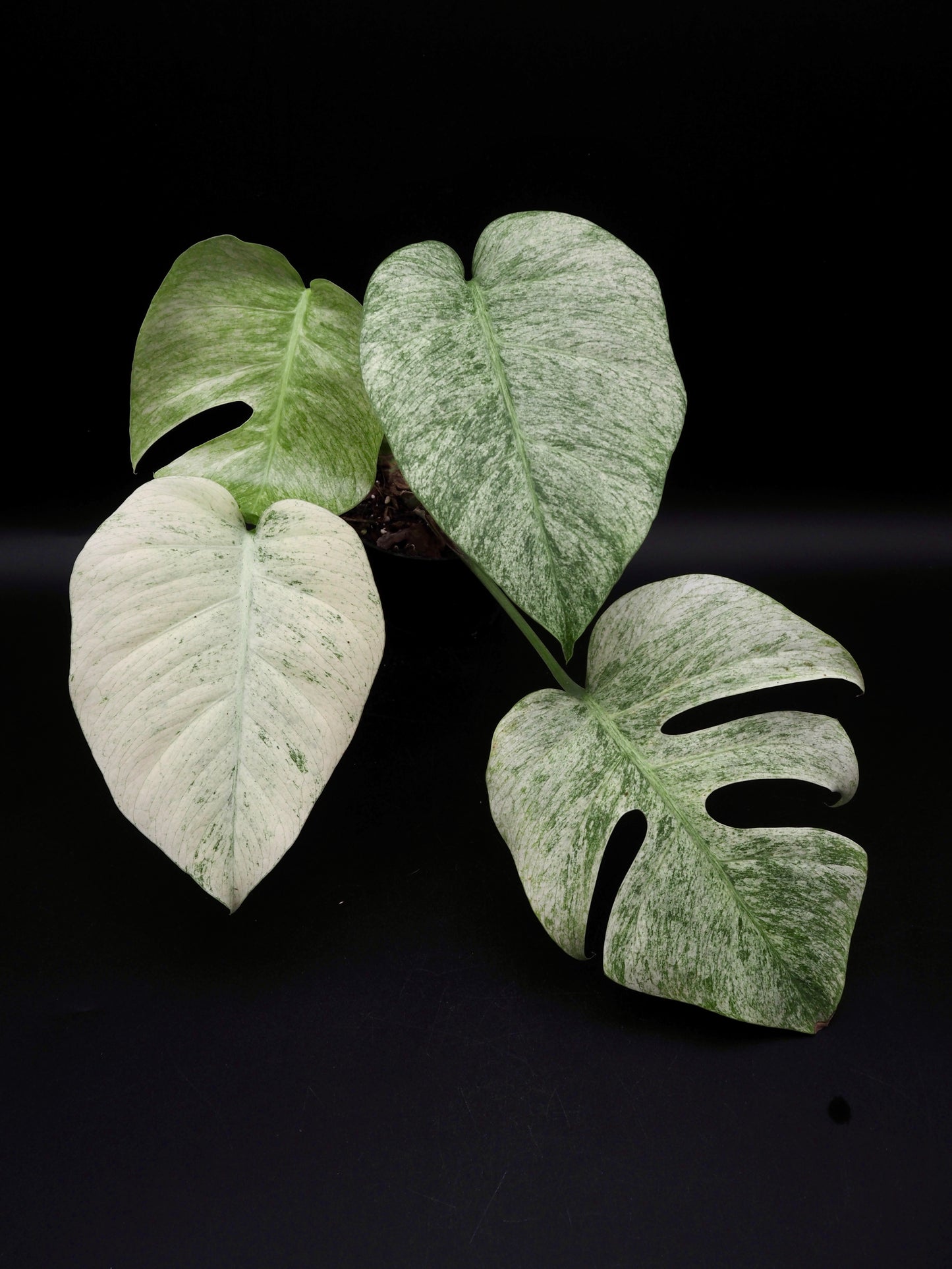 Monstera Jungle Full Mint