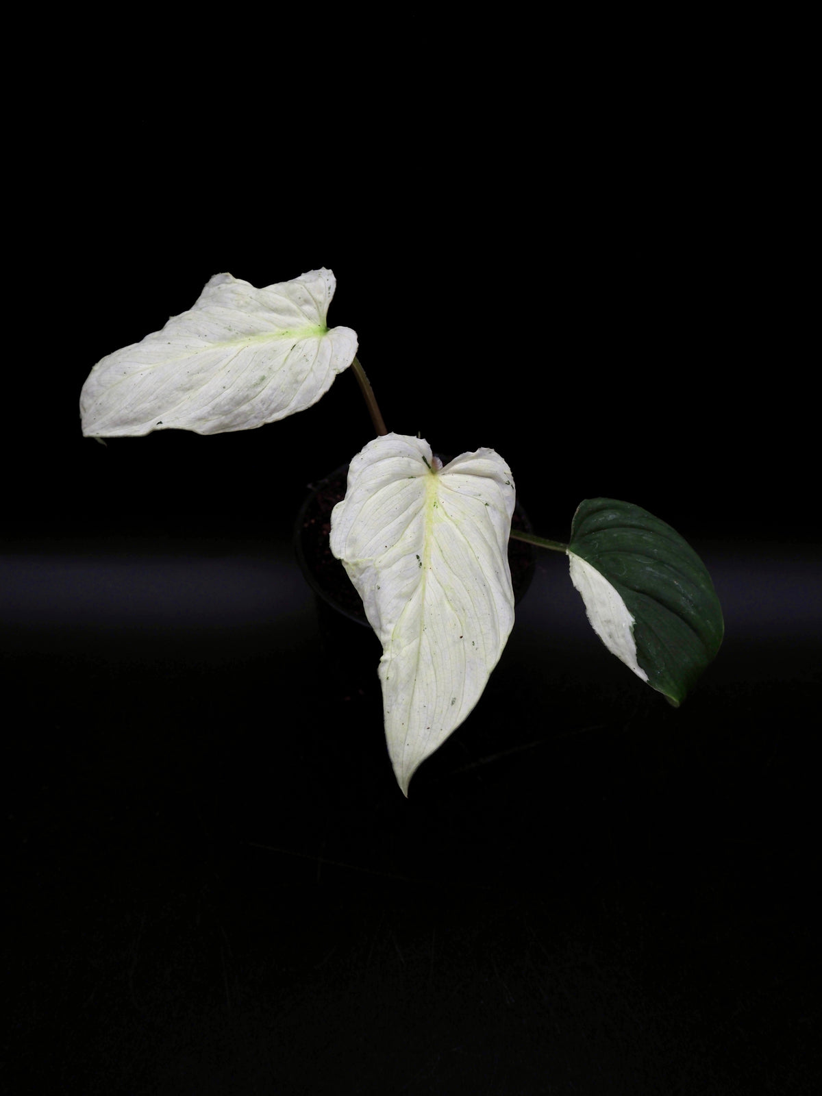 Philodendron Mamei Variegata