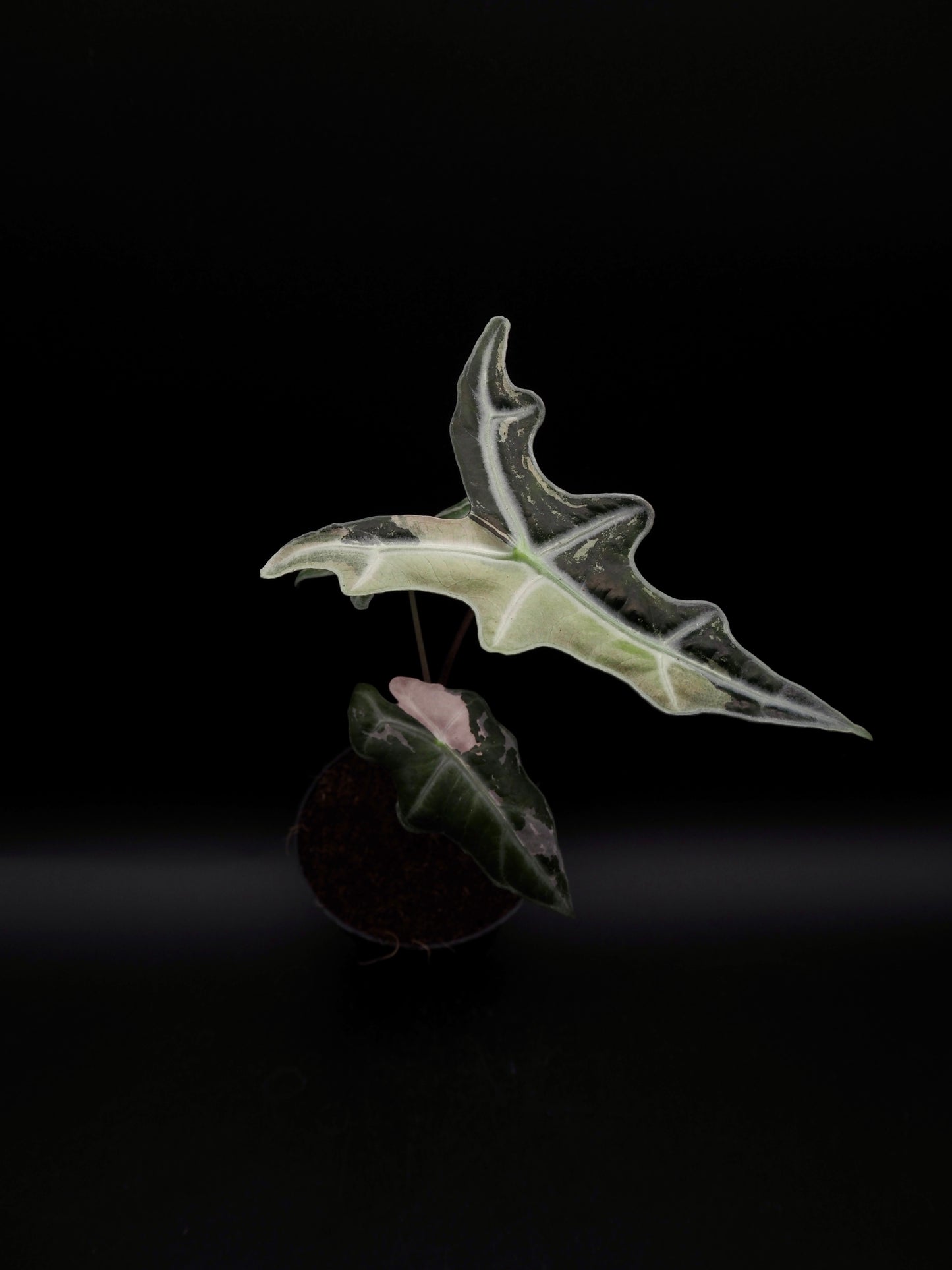 Alocasia Nobilis Pink