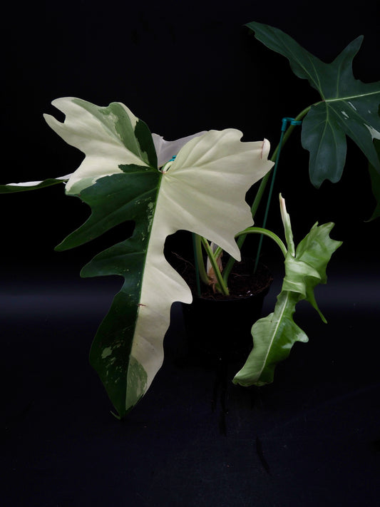 Philodendron Golden Dragon Variegata