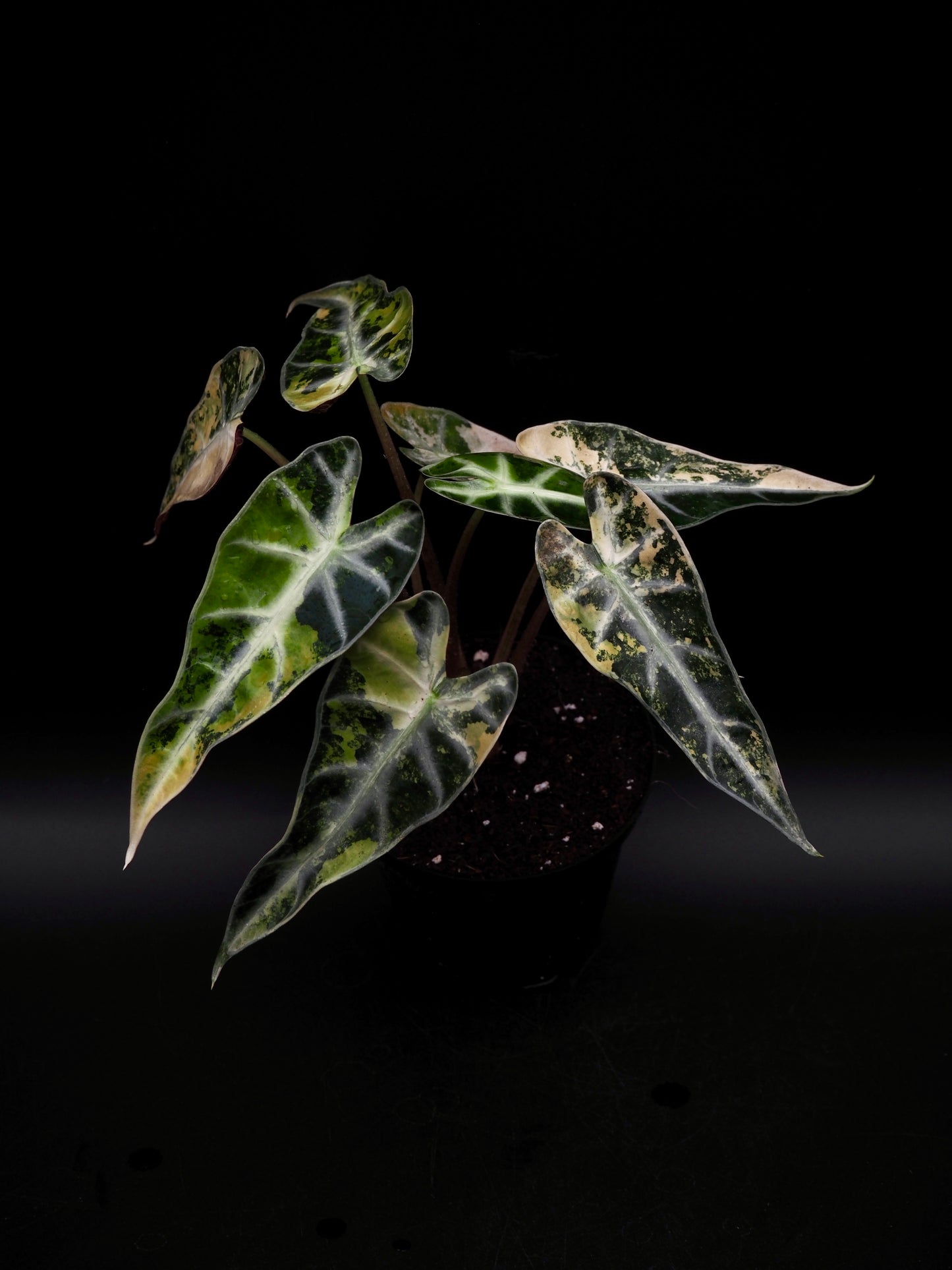 Alocasia Bambi Aurea