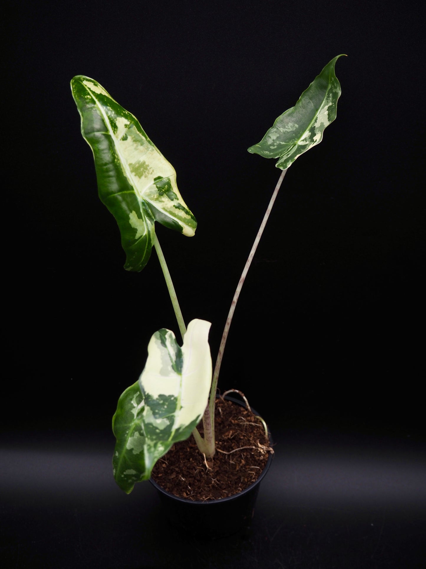 Alocasia Sarian Albo