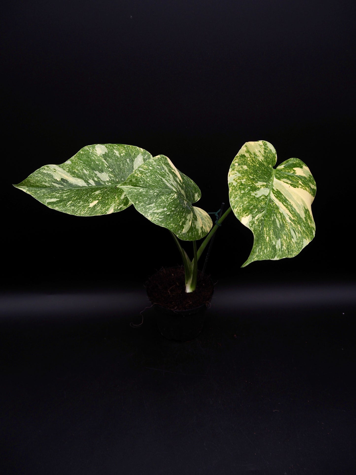 Monstera Thai Constellation Legacy