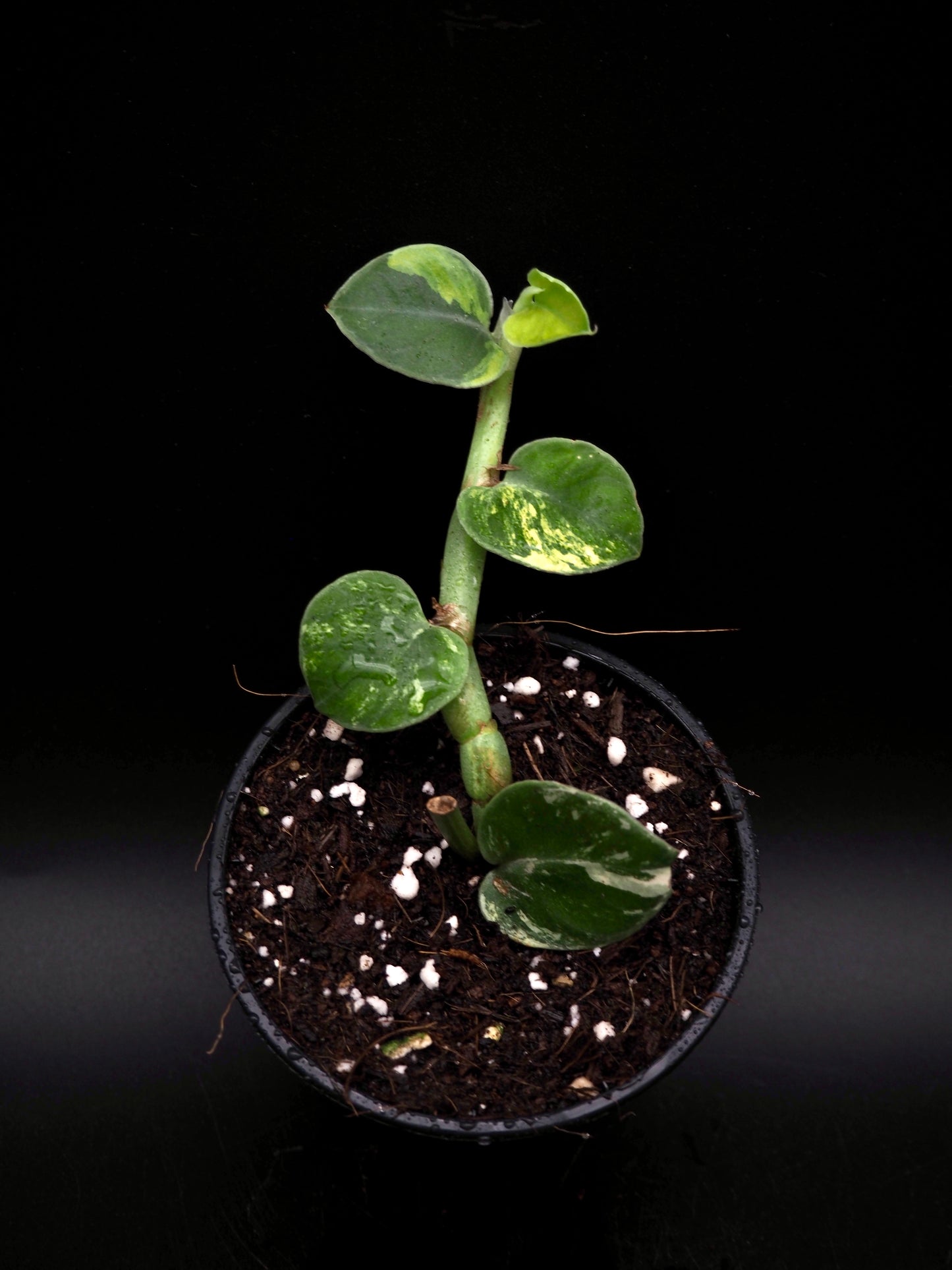 Rhaphidophora Hayi Variegata