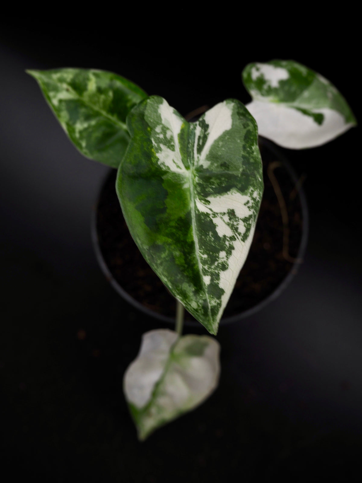 Alocasia Frydek Tricolor