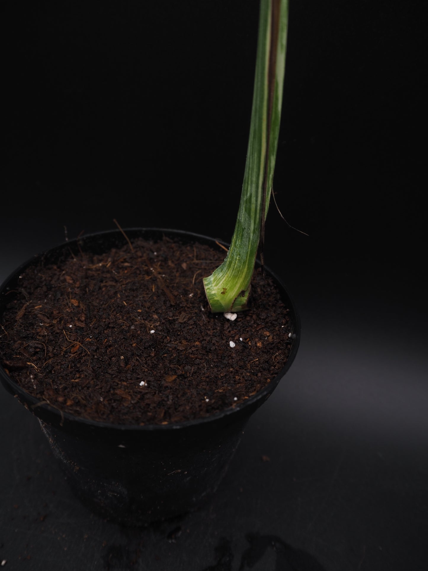 Monstera Thai Constellation Legacy