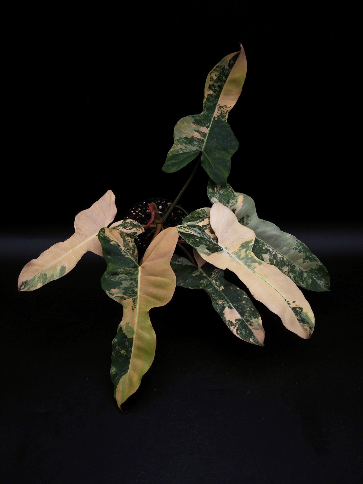 Philodendron Florida Beauty x Black Billietiae