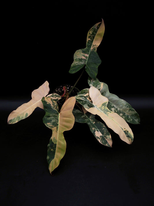 Philodendron Florida Beauty x Black Billietiae