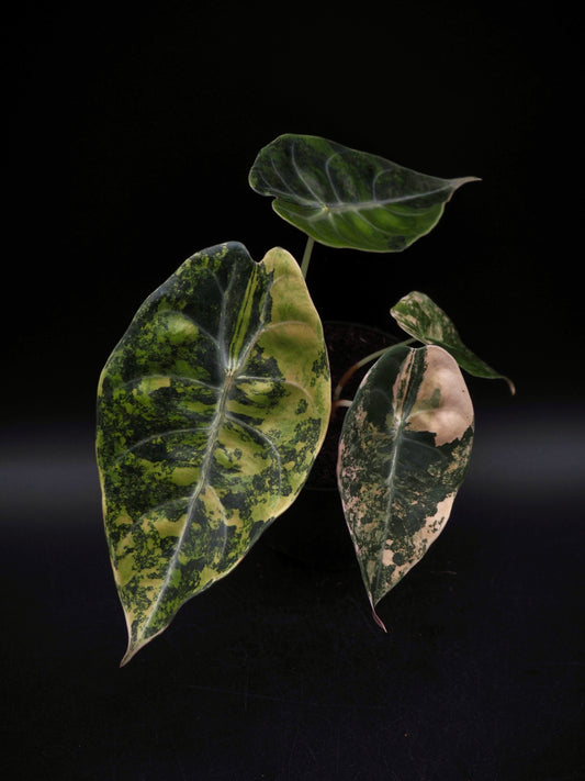 Alocasia Sedenii Aurea