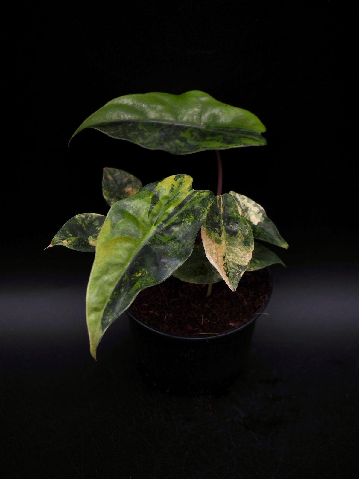 Alocasia Chantrieri Aurea Variegata
