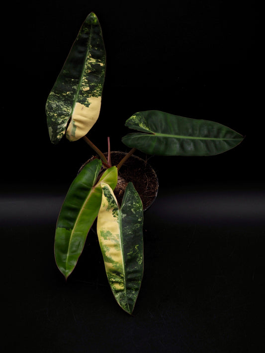 Philodendron Billietiae Variegata