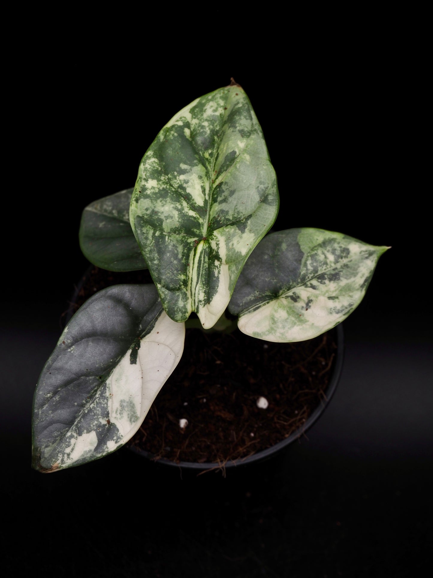 Alocasia Silver Dragon Albo