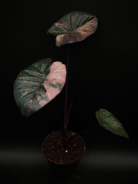 Alocasia Serendipity Variegata