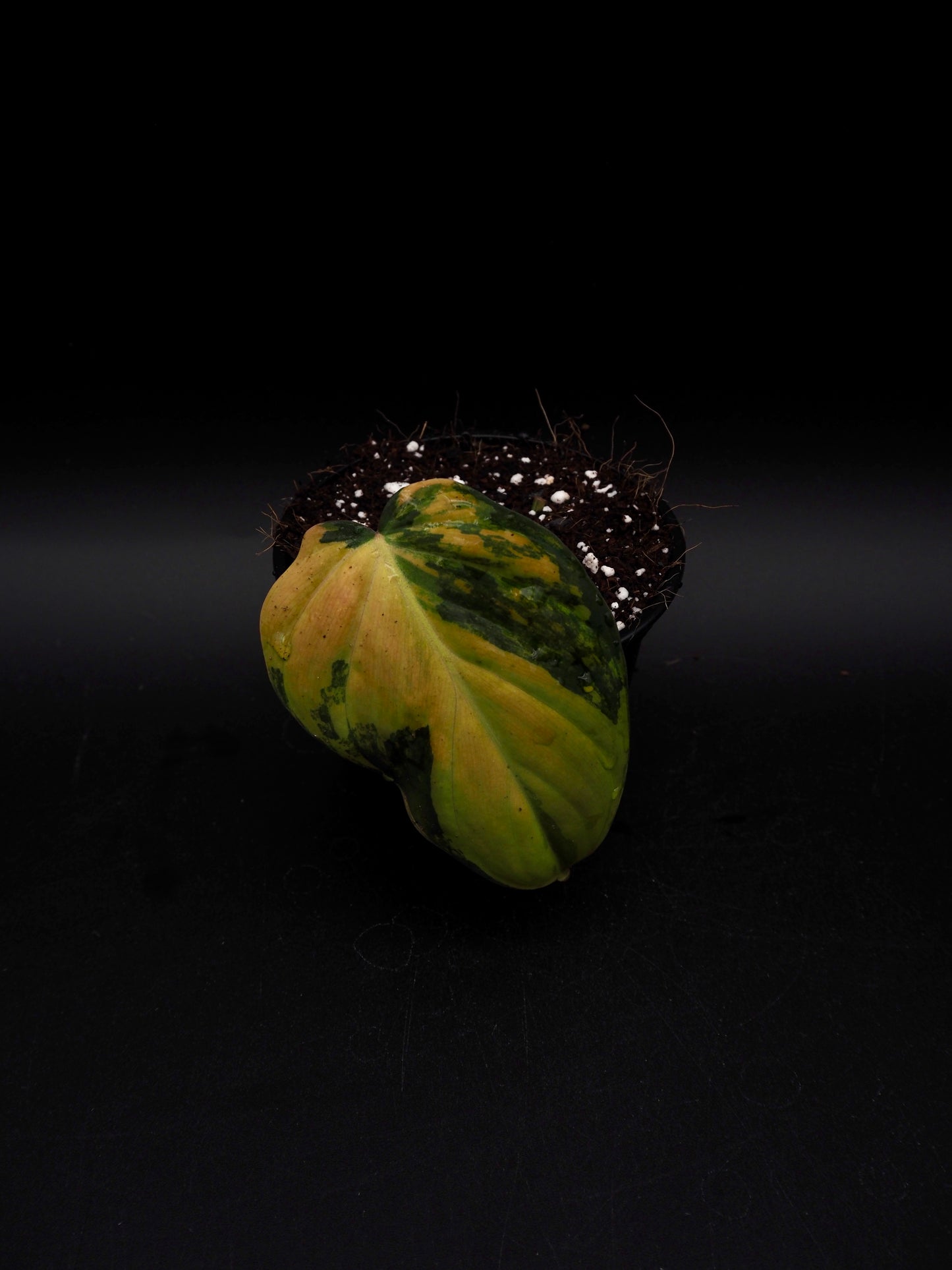 Philodendron Micans Variegata