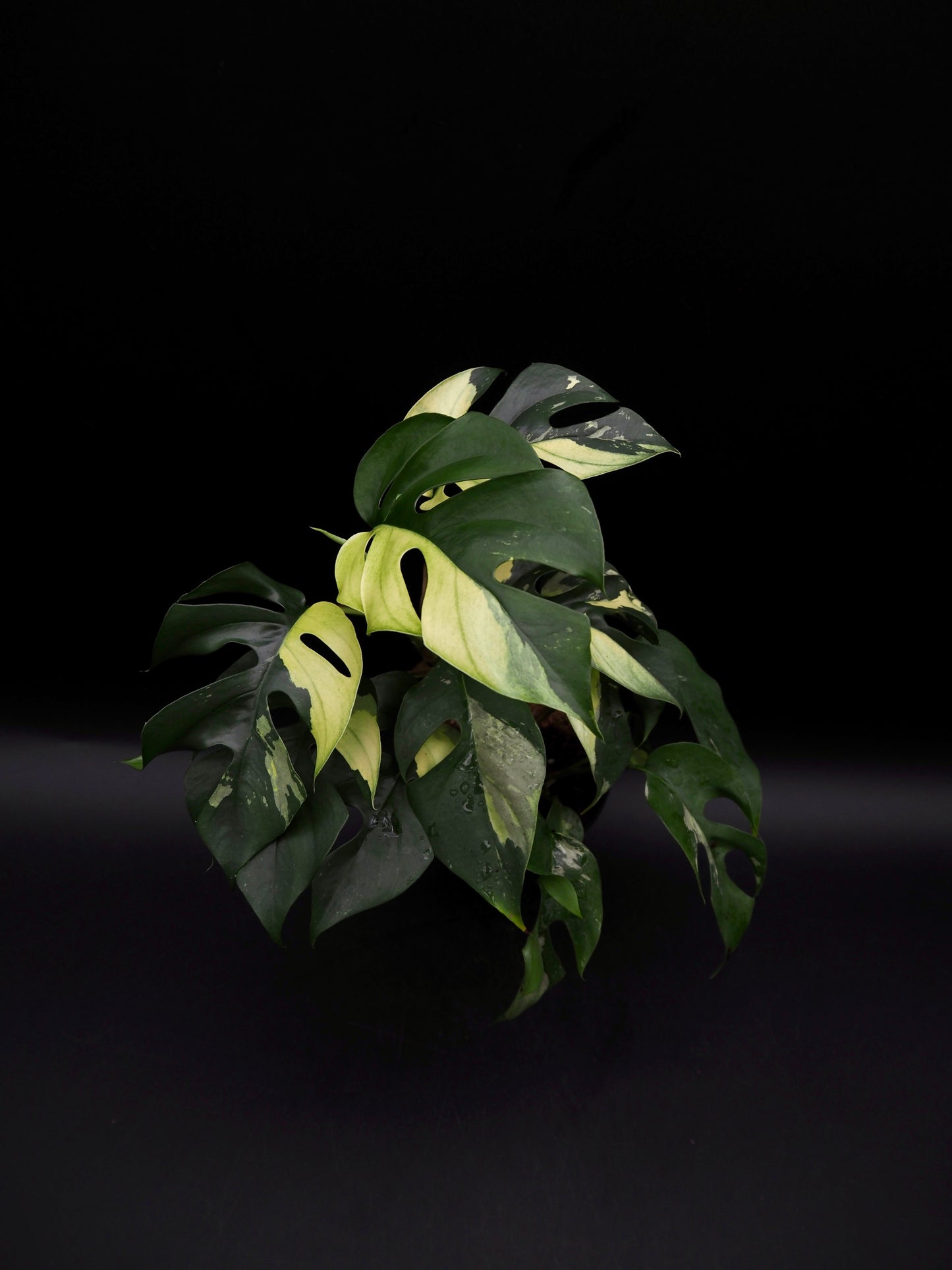 Rhaphidophora Tetrasperma Variegata