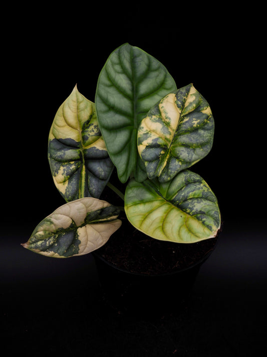 Alocasia Silver Dragon Aurea