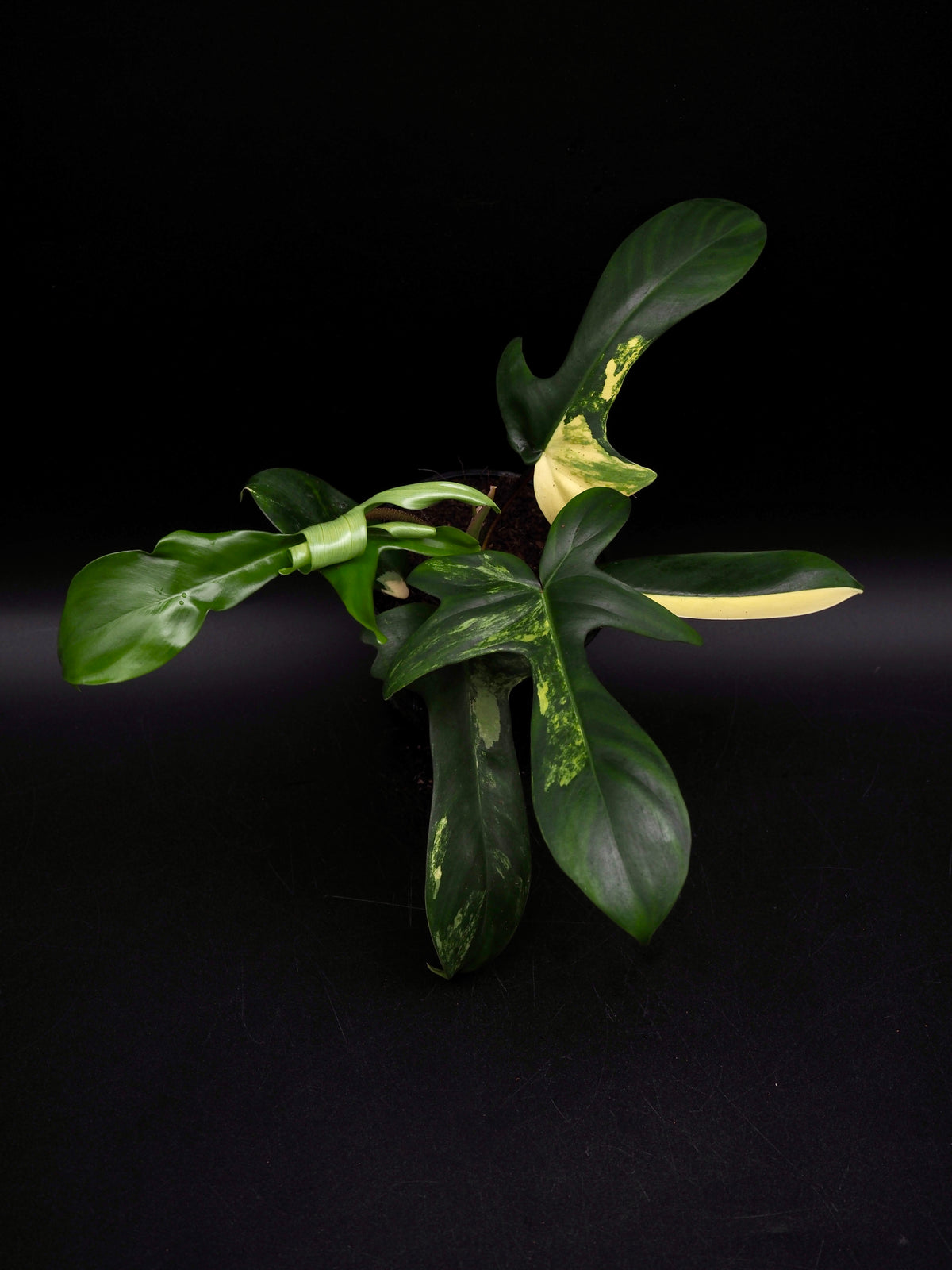 Philodendron Florida Beauty