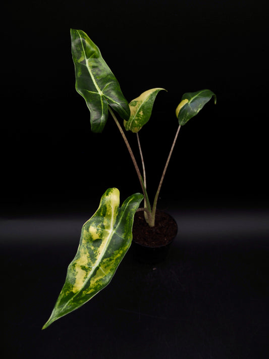 Alocasia Sarian Aurea