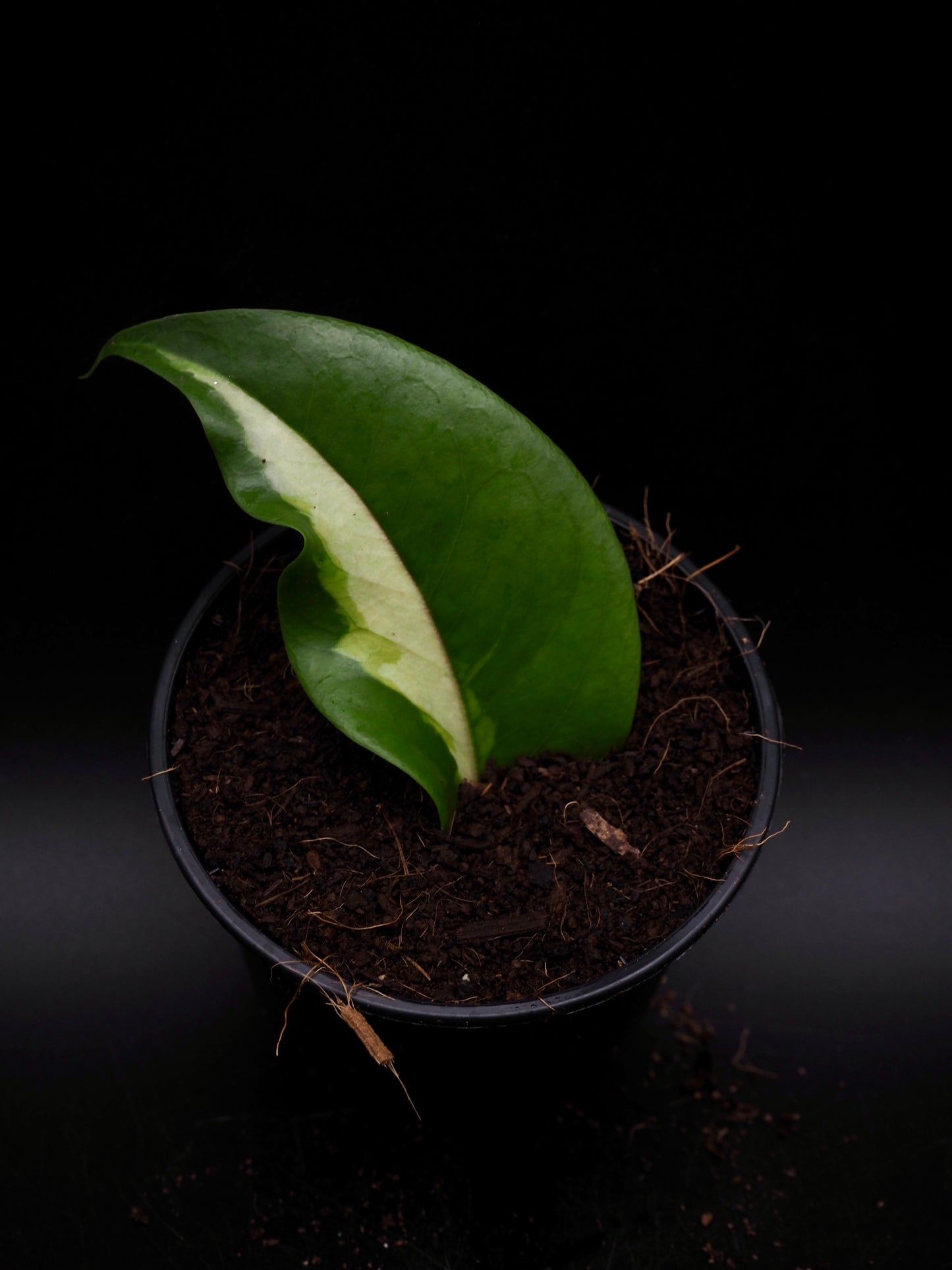 Hoya Kenejiana Variegata