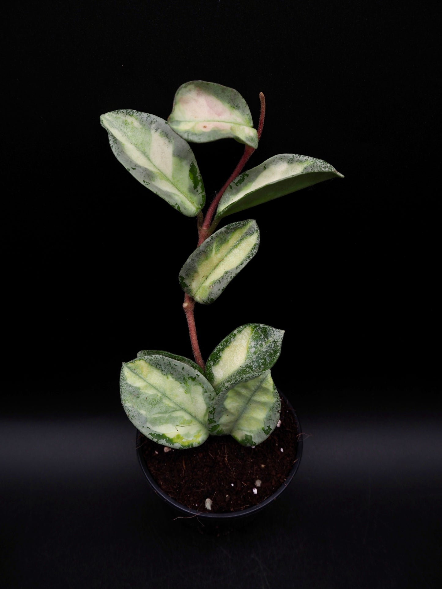Hoya Argentea Princess