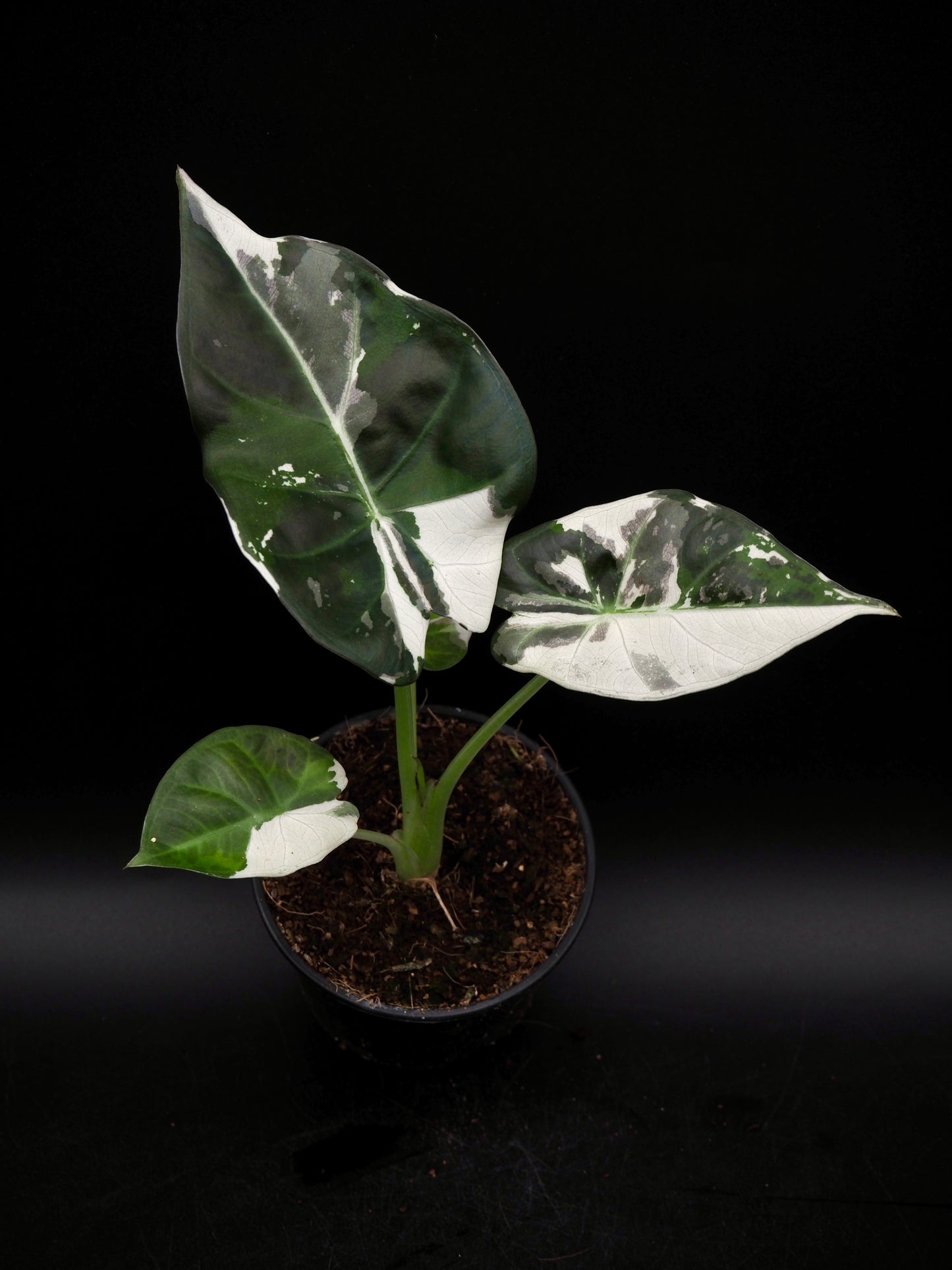 Alocasia Regal Shield Albo