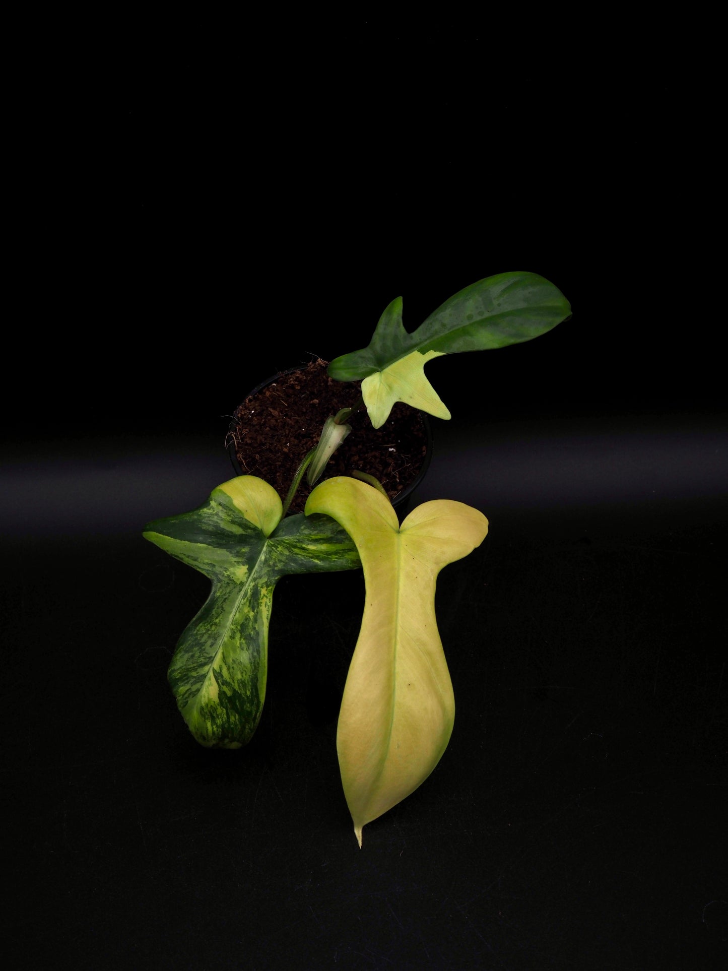 Philodendron Florida Beauty