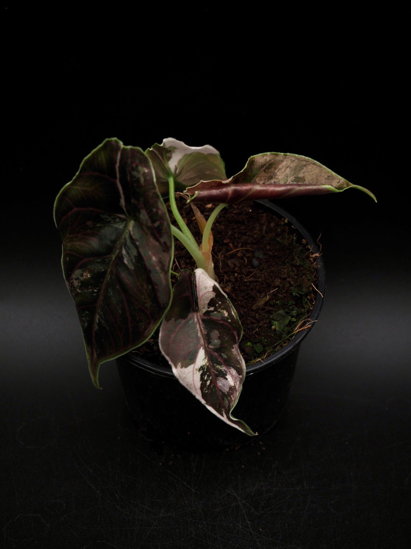 Alocasia Azlanii Pink