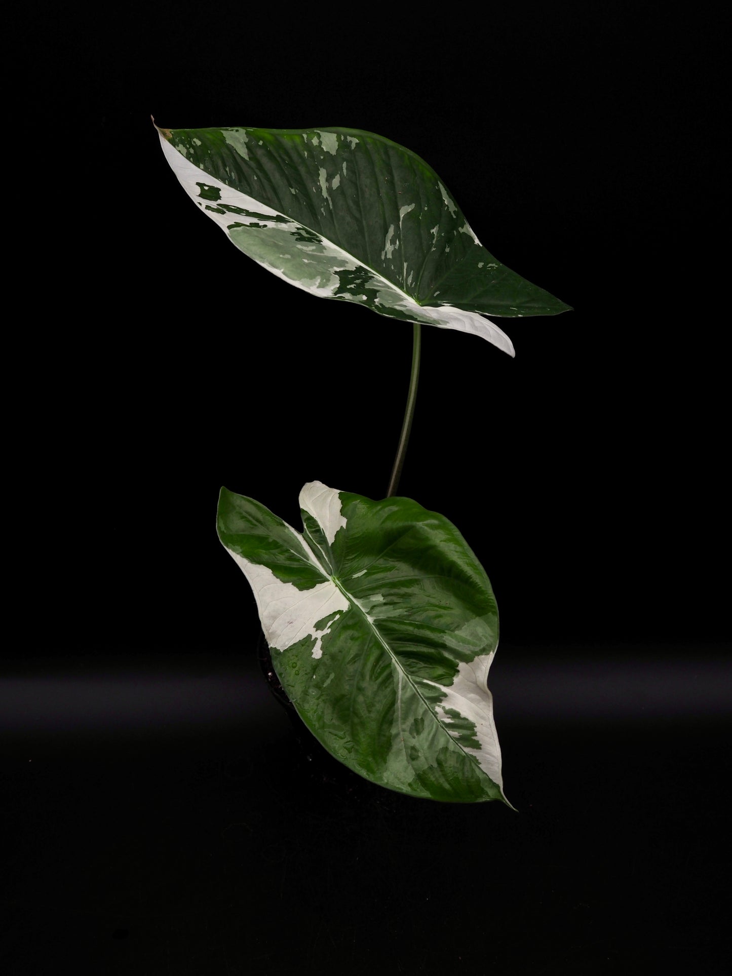 Alocasia Fornicata Albo