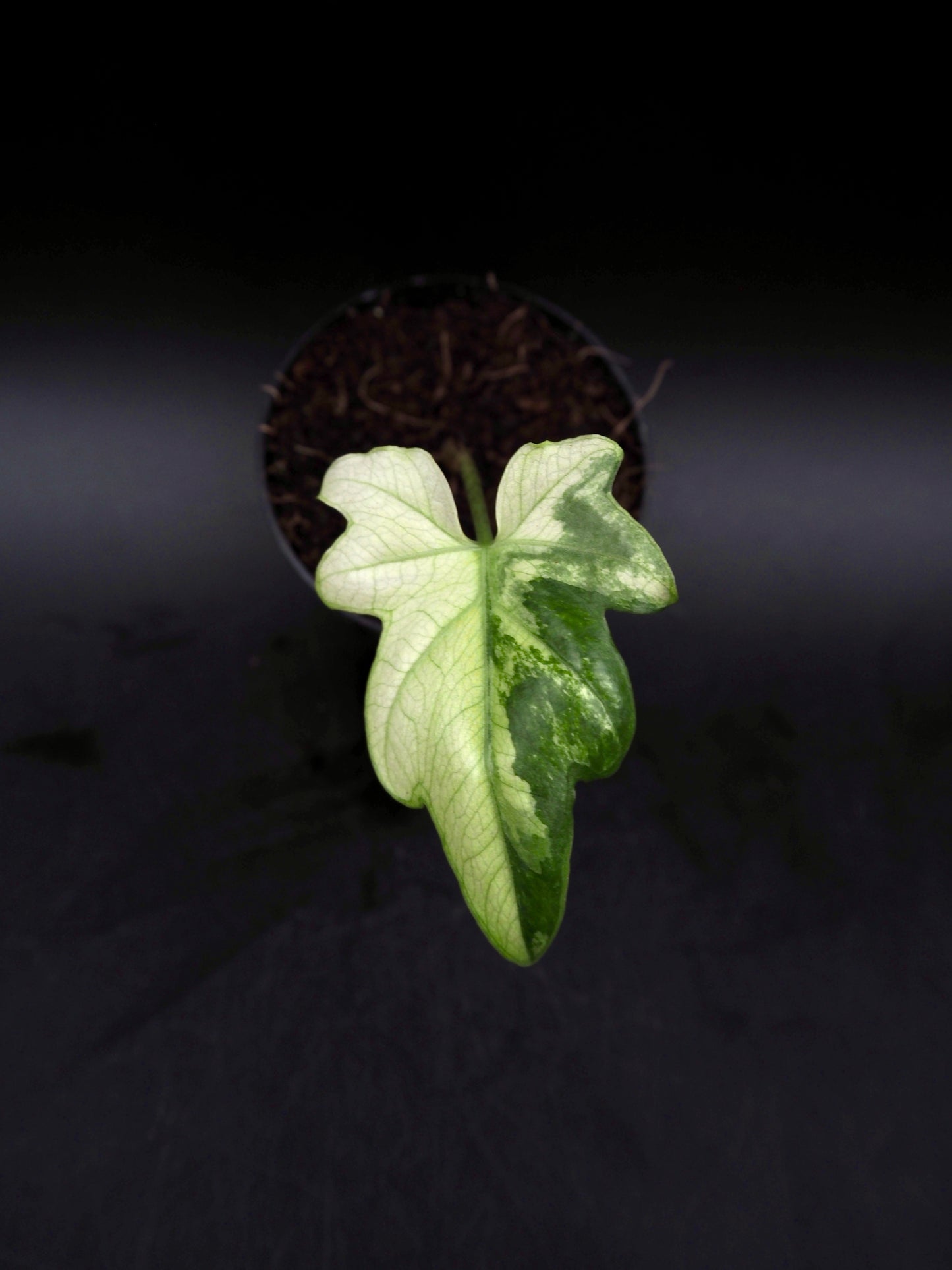 Alocasia Brancifolia Albo