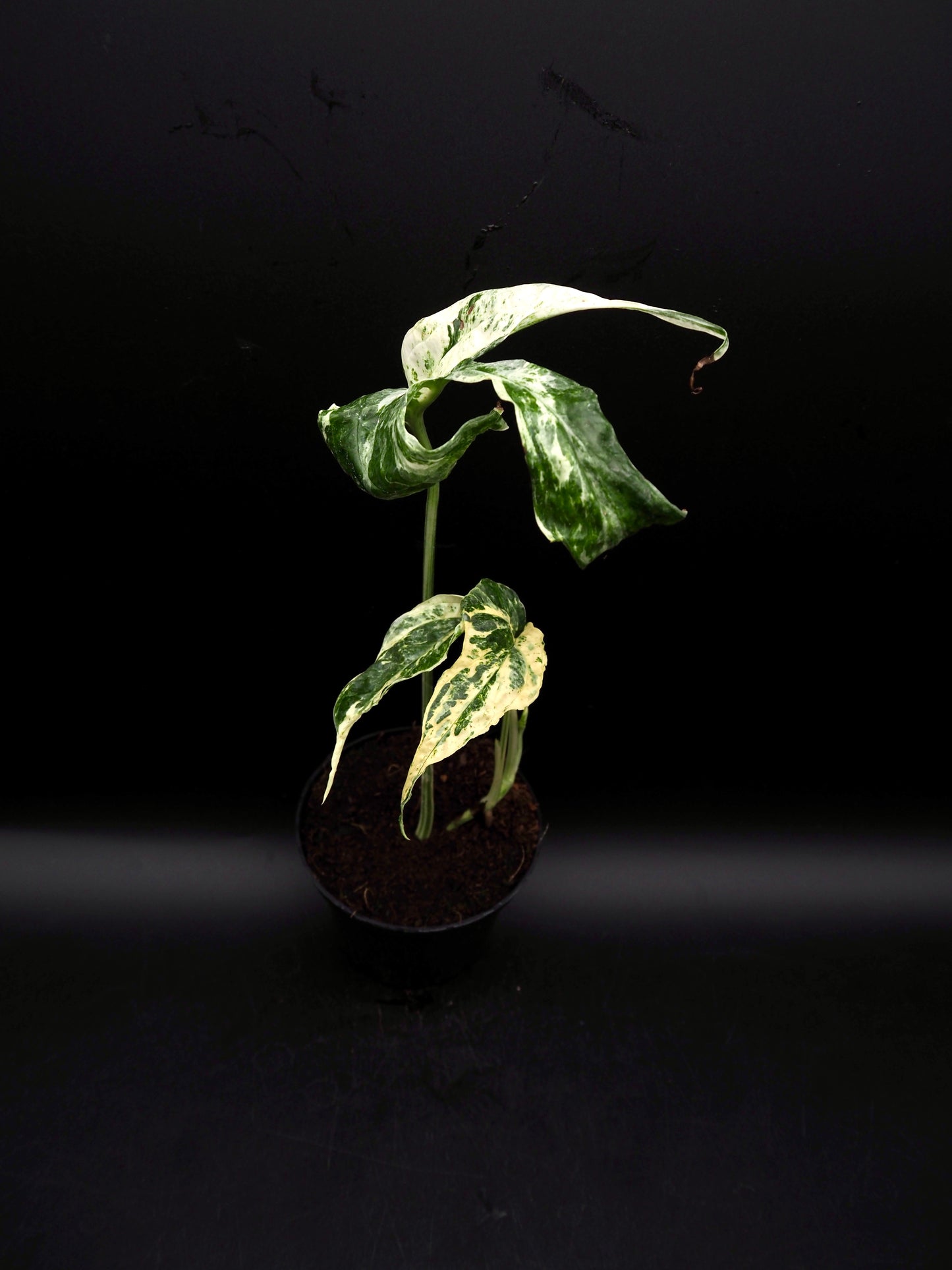 Amydrium variégata