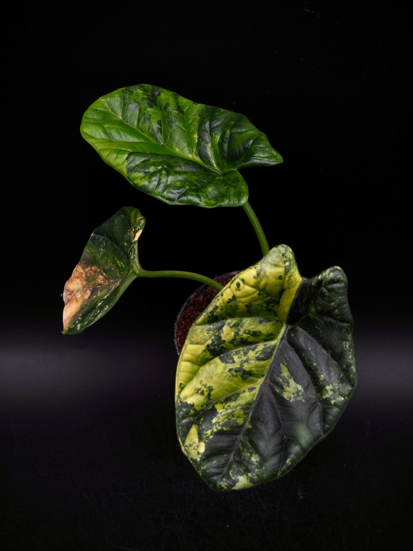 Alocasia Sinuata Aurea