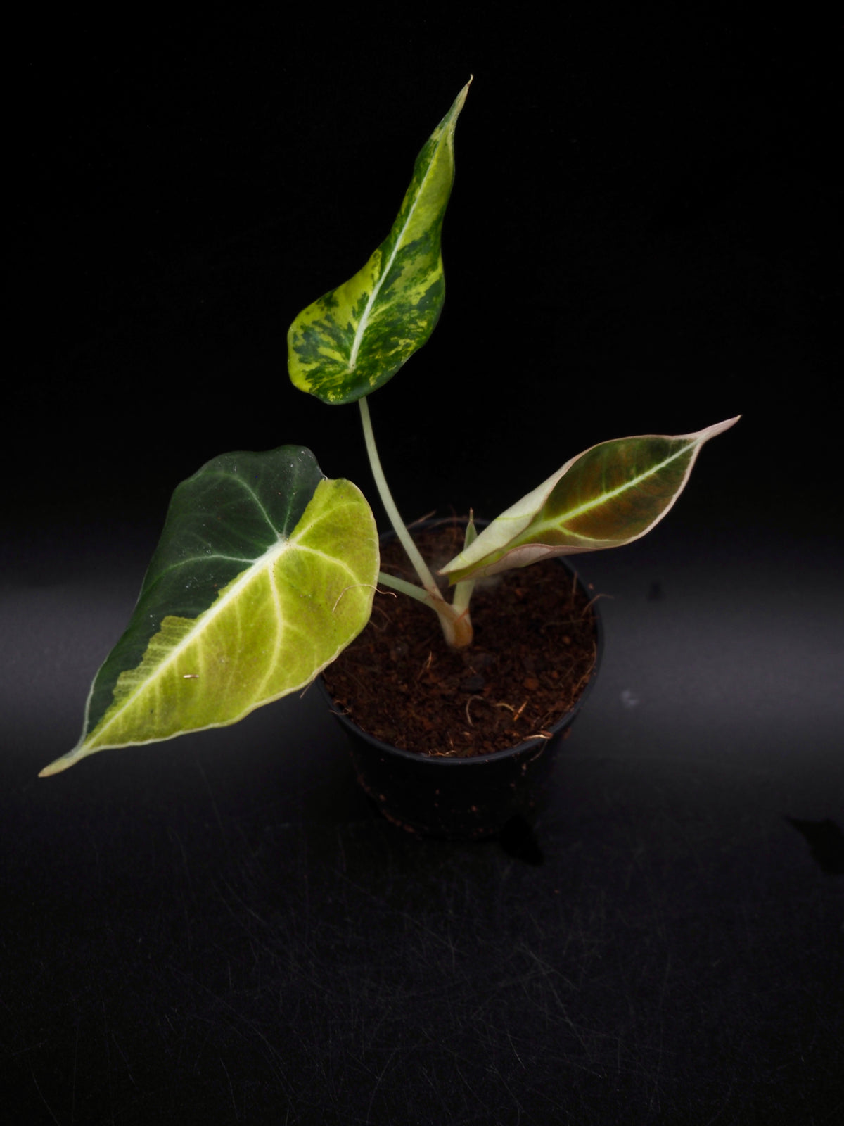 Alocasia Black Velvet Gold